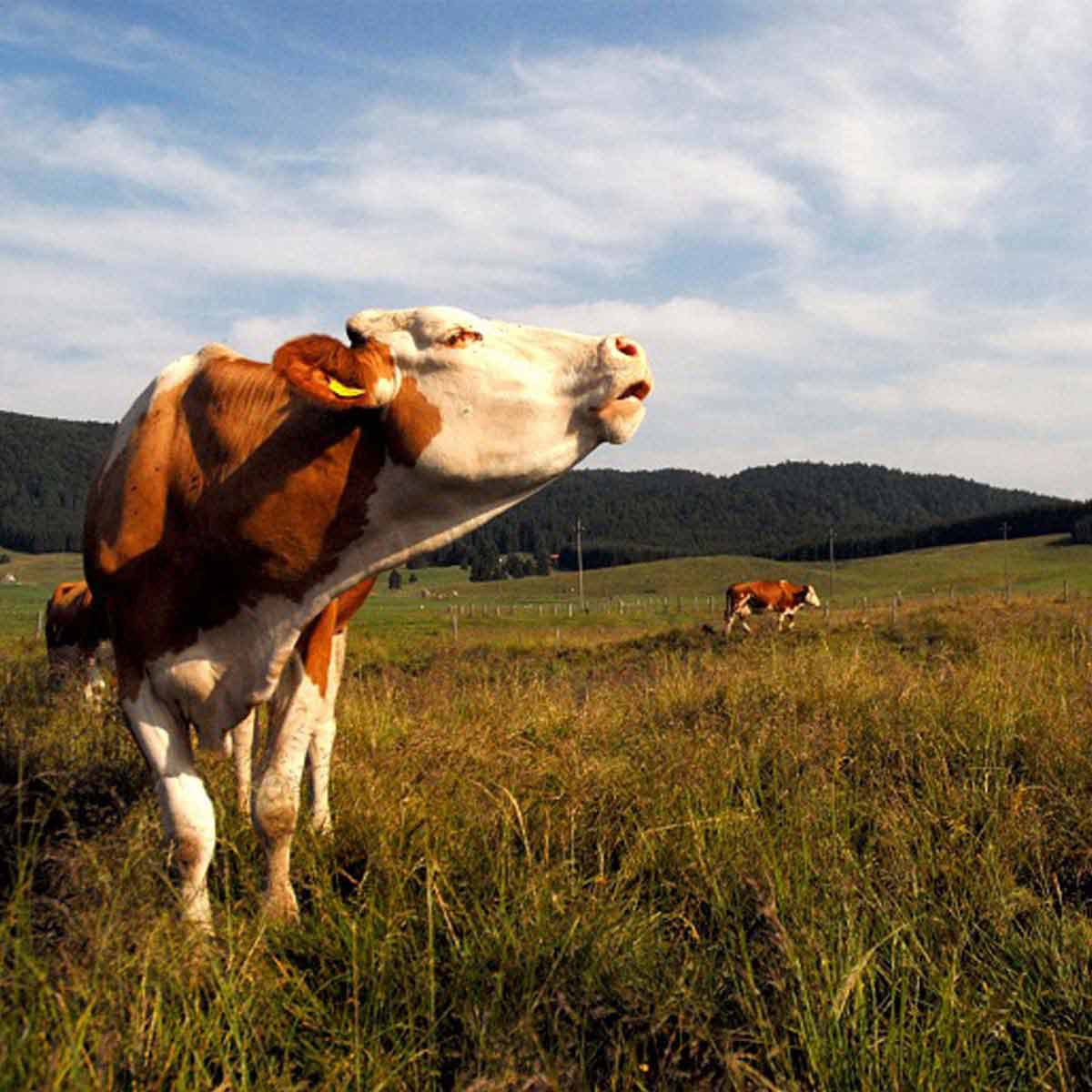 Latte biologico cansiglio mucche bovini